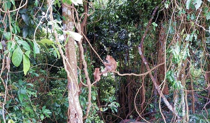 Khao Yai National Park & Thai Cooking Class 1 Day Private Tour (+ Elephant Feeding / Riding)