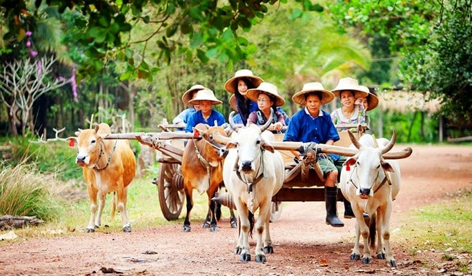 Khao Yai National Park & Thai Cooking Class 1 Day Tour (+ Elephant Feeding/Riding options)