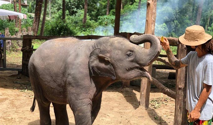 Khao Lak Elephant Sanctuary + Bamboo Rafting + Turtle Conservation Center 1 Day Tour (+  Lunch) (+ Hotel Transfer) (Join-in/Private)