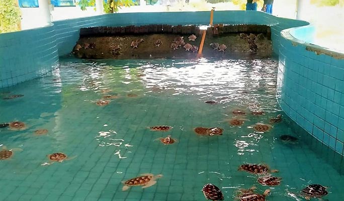 Khao Lak Elephant Sanctuary + Bamboo Rafting + Turtle Conservation Center 1 Day Tour (+  Lunch) (+ Hotel Transfer) (Join-in/Private)