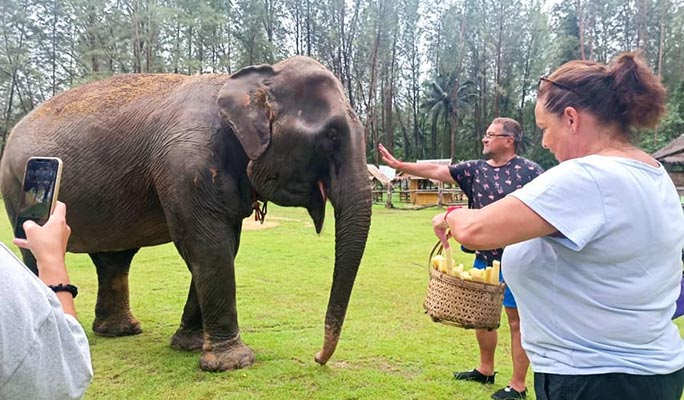 Khao Lak Elephant Home Sanctuary Visit (Morning/Afternoon) (+ Hotel Transfer)