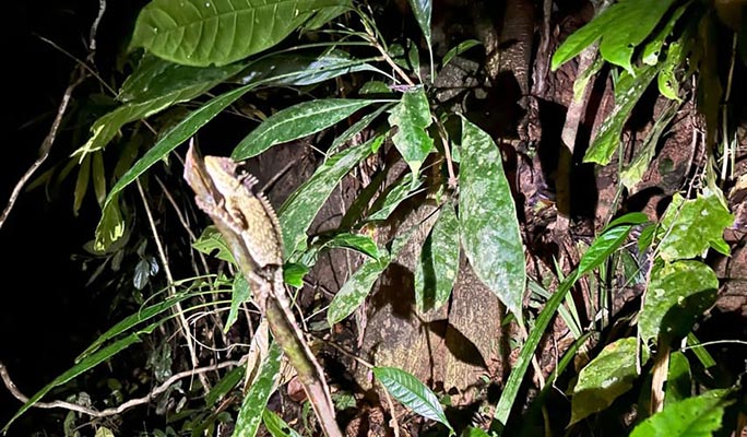 Khao Sok Elephant Sanctuary + National Park Trekking 1 Day Tour (+ Dinner) (+ Hotel Transfer) - From Khao Lak