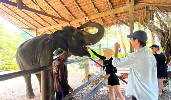Khao Sok Elephant Sanctuary + National Park Trekking 1 Day Tour (+ Dinner) (+ Hotel Transfer) - From Khao Lak