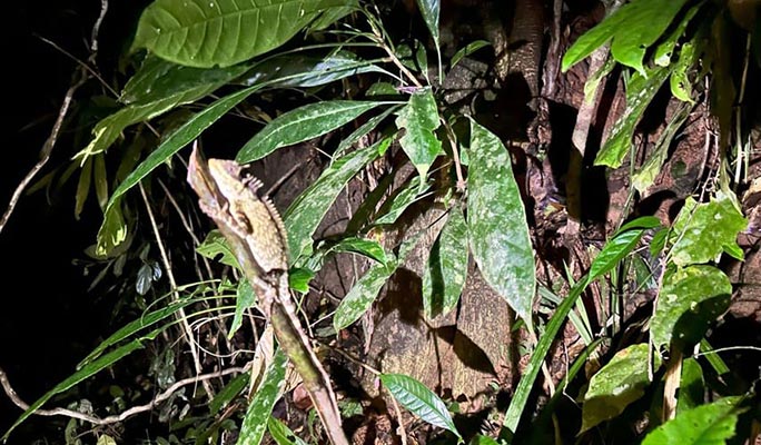 Khao Sok Jungle Wildlife Encounter + Bamboo Rafting 1 Day Tour (+ Dinner) (+ Hotel Transfer) - From Khao Lak