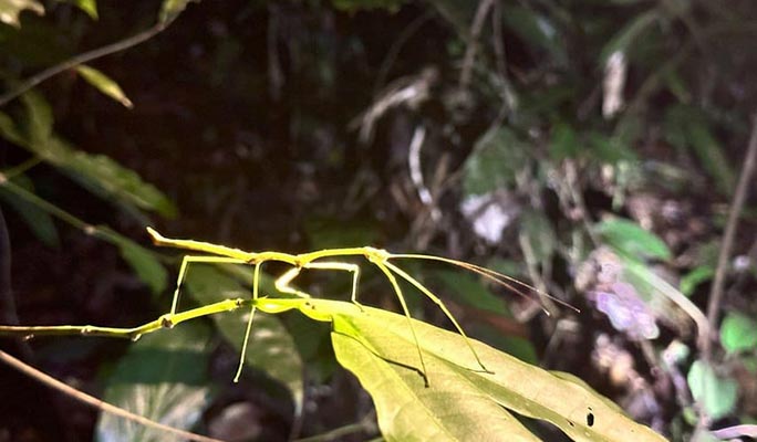 Khao Sok Jungle Wildlife Encounter + Bamboo Rafting 1 Day Tour (+ Dinner) (+ Hotel Transfer) - From Khao Lak
