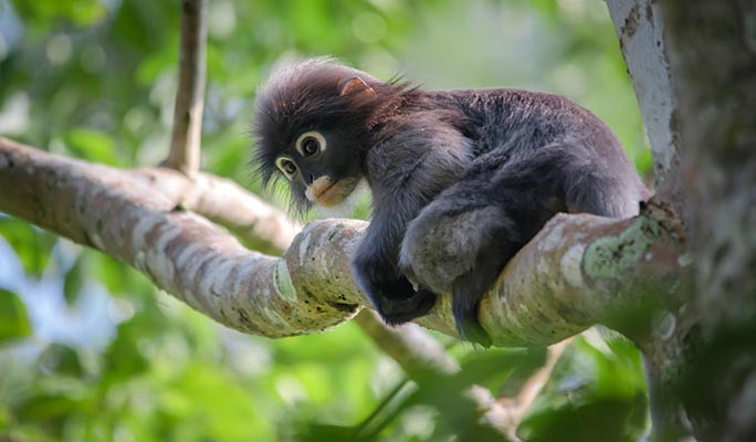 Khao Sok Jungle Wildlife Encounter + Bamboo Rafting 1 Day Tour (+ Dinner) (+ Hotel Transfer) - From Khao Lak