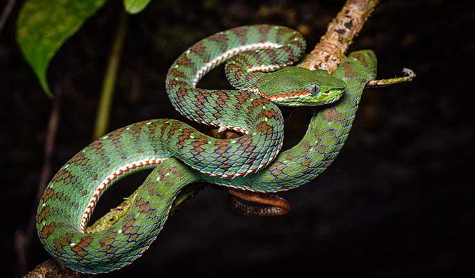 Khao Sok Jungle Wildlife Encounter + Bamboo Rafting 1 Day Tour (+ Dinner) (+ Hotel Transfer) - From Khao Lak