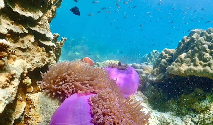 Koh Khram Noi 1 Day Snorkeling Tour - from Pattaya