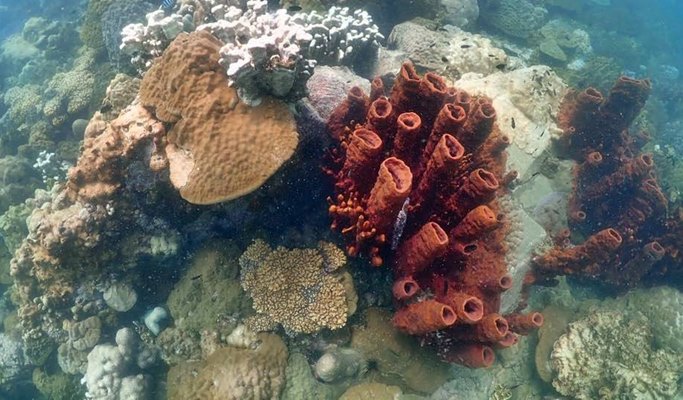 Koh Khram Noi 1 Day Snorkeling Tour - from Pattaya