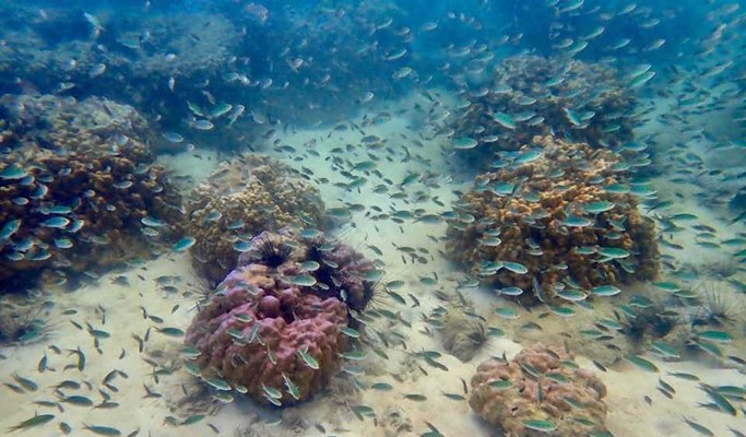Koh Khram Noi 1 Day Snorkeling Tour - from Pattaya