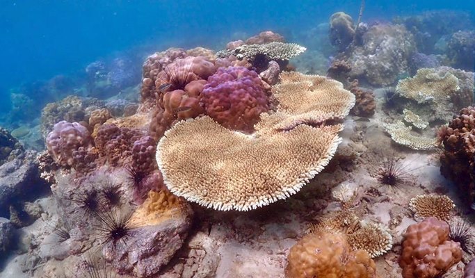 Koh Khram Noi 1 Day Snorkeling Tour - from Pattaya