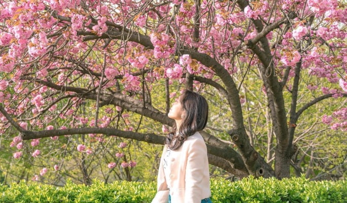 春スペシャル：ソウル王桜1日ツアー （4月14日～24日）