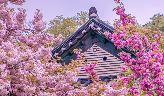 春季特輯：首爾出發 - 水原華城/寺廟/平澤春花節 - 櫻花名勝一日遊（4月7日~26日）