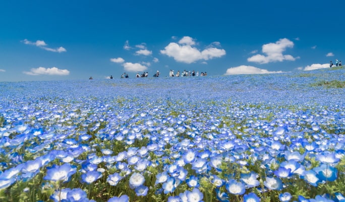 Spring Special: Ibaraki Hitachi Seaside Park + Ushiku Daibutsu + Mentai Park 1-Day Tour from Tokyo (Apr 14~May 14)