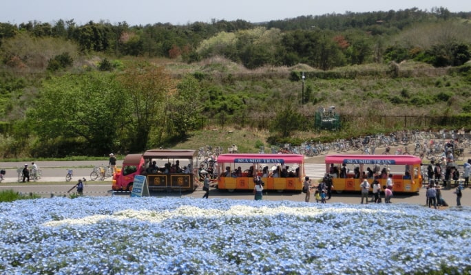 Spring Special: Ibaraki Hitachi Seaside Park + Ushiku Daibutsu + Mentai Park 1-Day Tour from Tokyo (Apr 14~May 14)