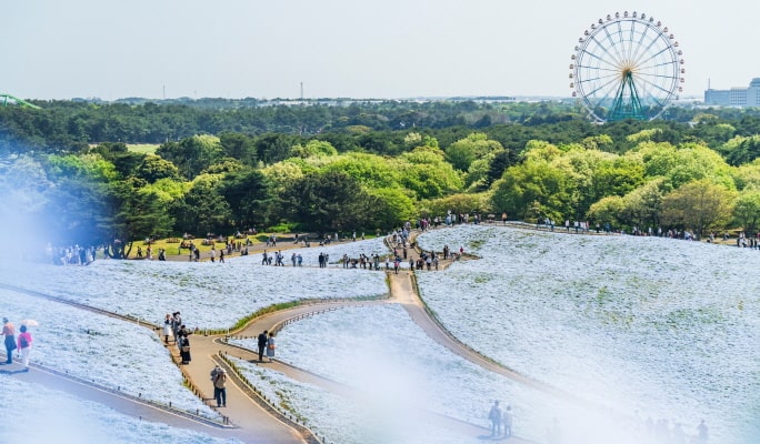 Spring Special: Ibaraki Hitachi Seaside Park + Ushiku Daibutsu + Mentai Park 1-Day Tour from Tokyo (Apr 14~May 14)