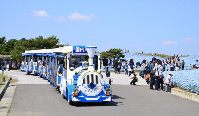 Spring Special: Ibaraki Hitachi Seaside Park + Ushiku Daibutsu + Mentai Park 1-Day Tour from Tokyo (Apr 14~May 14)