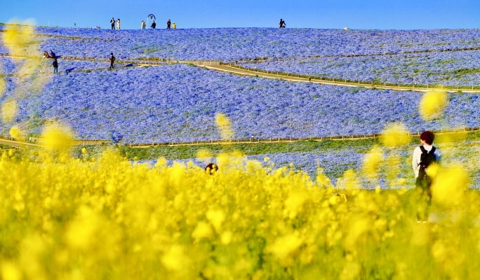 Spring Special: Ibaraki Hitachi Seaside Park + Ushiku Daibutsu + Mentai Park 1-Day Tour from Tokyo (Apr 14~May 14)