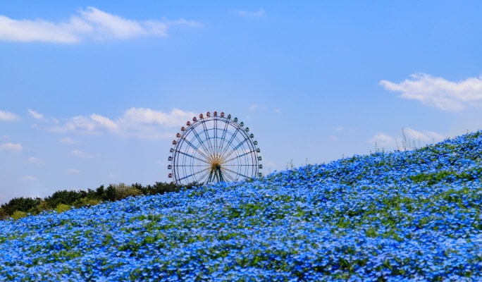Spring Special: Ibaraki Hitachi Seaside Park + Ushiku Daibutsu + Mentai Park 1-Day Tour from Tokyo (Apr 14~May 14)