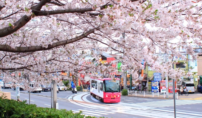 Spring Special: Showa Kinen Park + Rikugien Gardens + Asukayama Park 1 Day Tour from Tokyo (Mar 21~Apr 9)