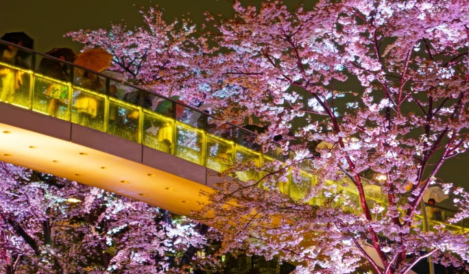 Spring Special: Showa Kinen Park + Rikugien Gardens + Asukayama Park 1 Day Tour from Tokyo (Mar 21~Apr 9)