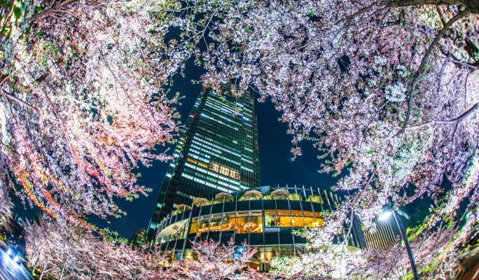 Spring Special: Showa Kinen Park + Rikugien Gardens + Asukayama Park 1 Day Tour from Tokyo (Mar 21~Apr 9)