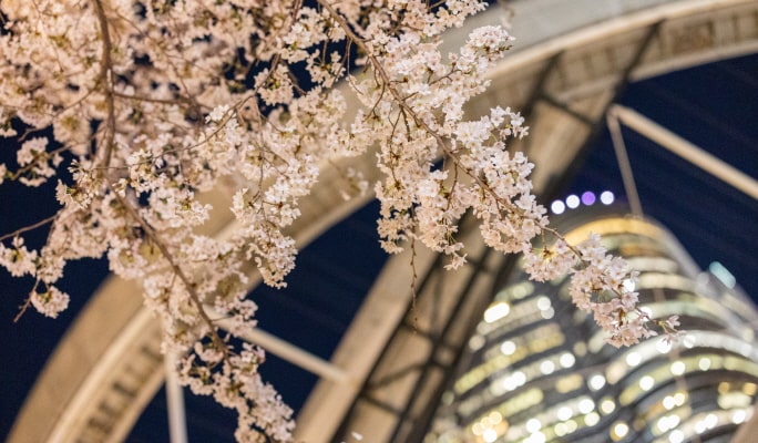 Spring Special: Showa Kinen Park + Rikugien Gardens + Asukayama Park 1 Day Tour from Tokyo (Mar 21~Apr 9)