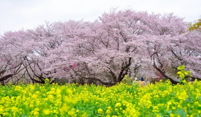 Spring Special: Showa Kinen Park + Rikugien Gardens + Asukayama Park 1 Day Tour from Tokyo (Mar 21~Apr 9)