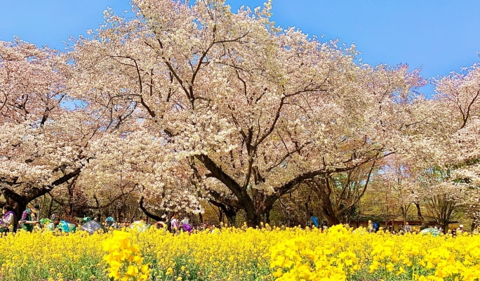 Spring Special: Showa Kinen Park + Rikugien Gardens + Asukayama Park 1 Day Tour from Tokyo (Mar 21~Apr 9)
