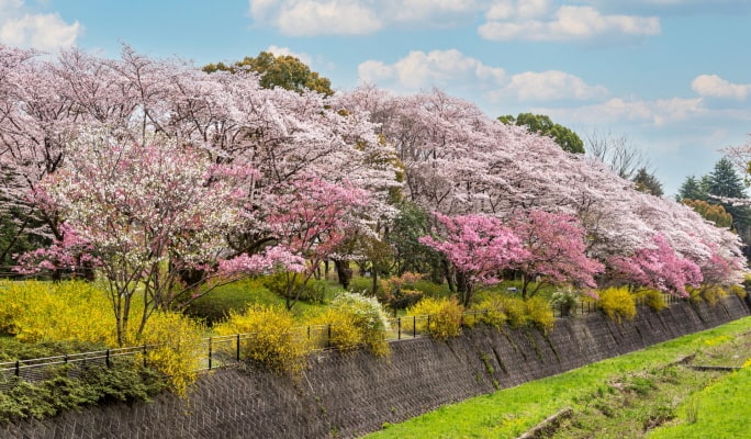 Spring Special: Showa Kinen Park + Rikugien Gardens + Asukayama Park 1 Day Tour from Tokyo (Mar 21~Apr 9)