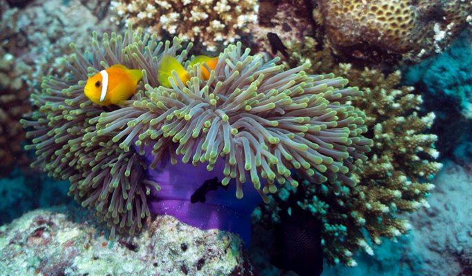 Koh Bon 1 Day Tour by Long-tail Boat - from Phuket (+ Snorkeling/Lunch) (Join-in)