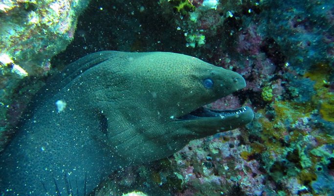 Koh Samui 1 Day  Scuba Diving Tour (For Non-Certified & Certified Divers) (+ Snorkeling tour options)