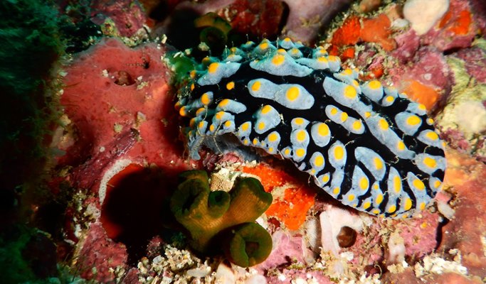 Koh Samui 1 Day  Scuba Diving Tour (For Non-Certified & Certified Divers) (+ Snorkeling tour options)