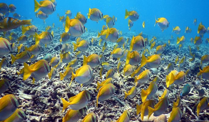Koh Samui 1 Day  Scuba Diving Tour (For Non-Certified & Certified Divers) (+ Snorkeling tour options)