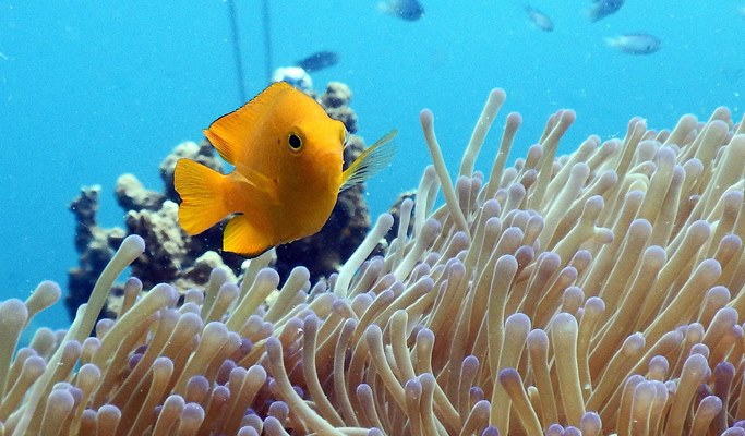 Koh Samui 1 Day  Scuba Diving Tour (For Non-Certified & Certified Divers) (+ Snorkeling tour options)