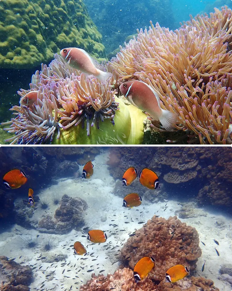Snorkeling in clear turquoise water with tropical fish at Ang Thong Marine Park