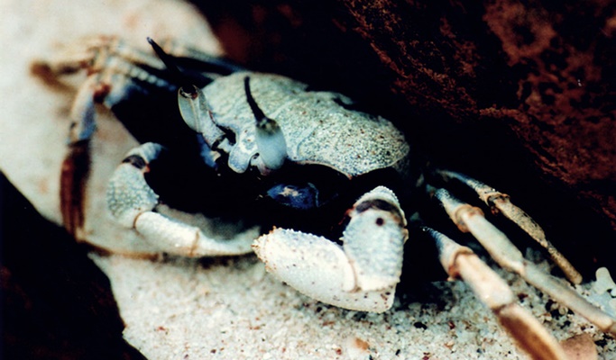 Koh Talu Snorkeling Tour