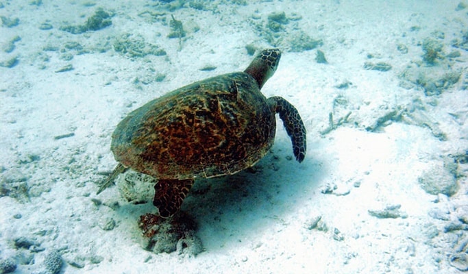Koh Talu Snorkeling Tour