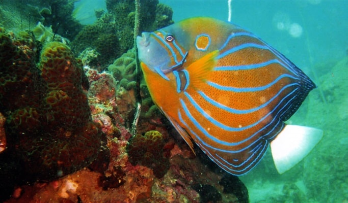 Koh Talu Snorkeling Tour