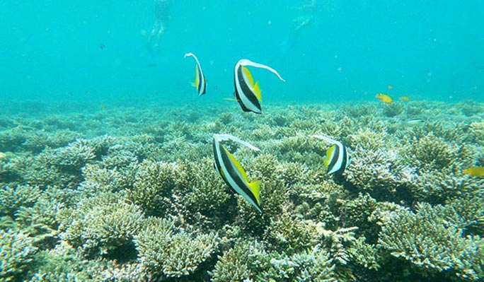 Koh Tao + Nang Yuan Island 1 Day Tour by Speedboat (+ Snorkeling/Lunch) (+ Hotel Transfer) - from Koh Samui
