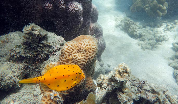 Koh Tan (Ko Taen) + Pig Island + Koh Rap Half Day Semi-Private Yacht Tour - from Koh Samui (+ Hotel Transfer)