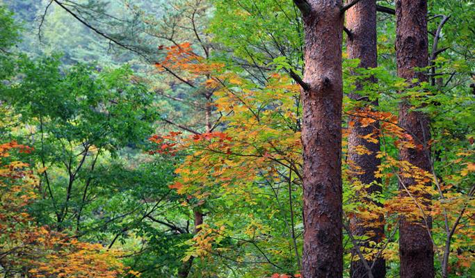 Korea Autumn/Fall Foliage 1 Day Tour (Jeju ↔ Vicinities, Oct 25~Nov 10)