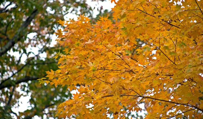 Korea Autumn/Fall Foliage 1 Day Tour (Jeju ↔ Vicinities, Oct 25~Nov 10)