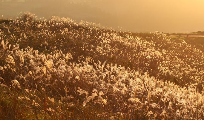Korea Autumn/Fall Foliage 1 Day Tour (Jeju ↔ Vicinities, Oct 25~Nov 10)