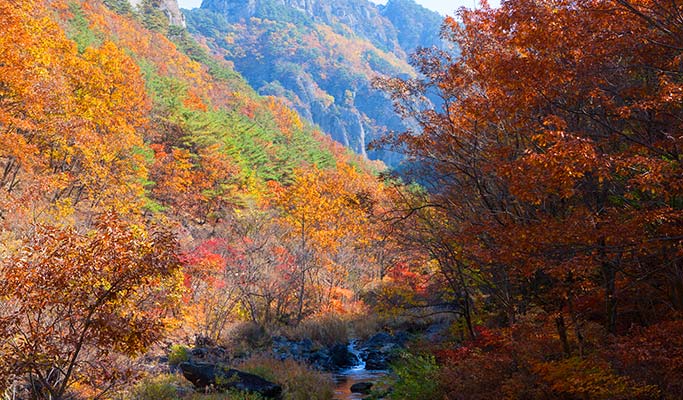 [Autumn Foliage] Naejangsan/ Jirisan/ Juwangsan/ Gyeongju 1 Day Tour - from Busan (Oct 26~Nov 20)