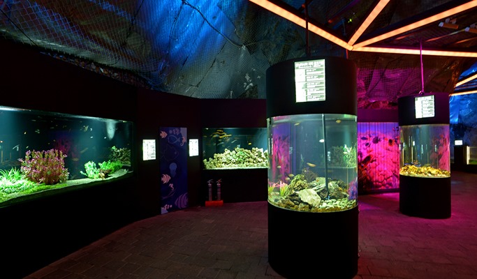 Gwangmyeong Cave + Anseong Farm Land + Ansan Starlight Village Photoland Afternoon Tour (~Dec)
