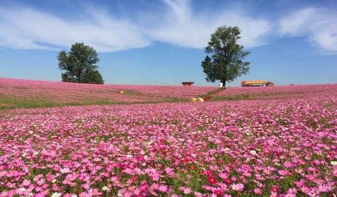 Gwangmyeong Cave + Anseong Farm Land + Ansan Starlight Village Photoland Afternoon Tour (~Dec)