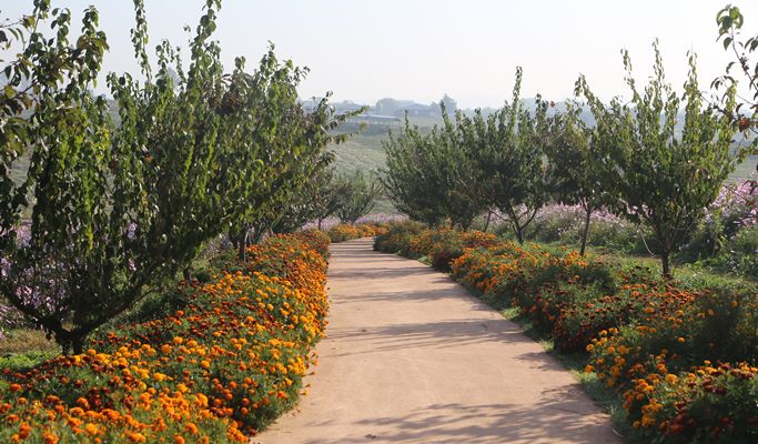 Gwangmyeong Cave + Anseong Farm Land + Ansan Starlight Village Photoland Afternoon Tour (~Dec)