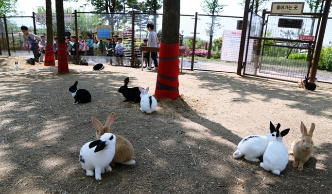 Gwangmyeong Cave + Anseong Farm Land + Ansan Starlight Village Photoland Afternoon Tour (~Dec)