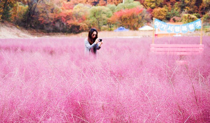 Nami Island & Pyunggang Land 1 Day Tour (~Oct)
